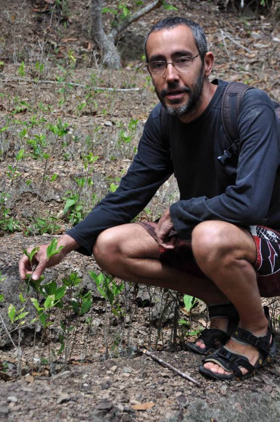 Examinando plantação de coca em Coroico, região dos yungas, na Bolívia